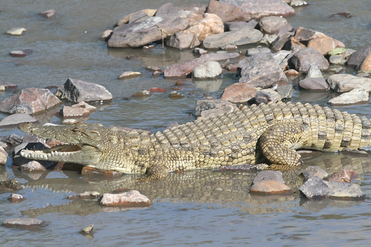 Crocodile in Ruaha