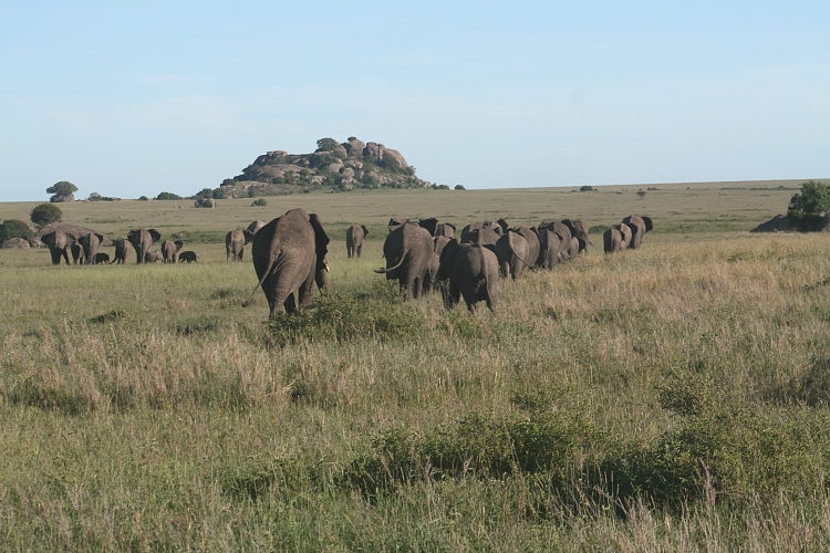 Elephants in the Serengeti