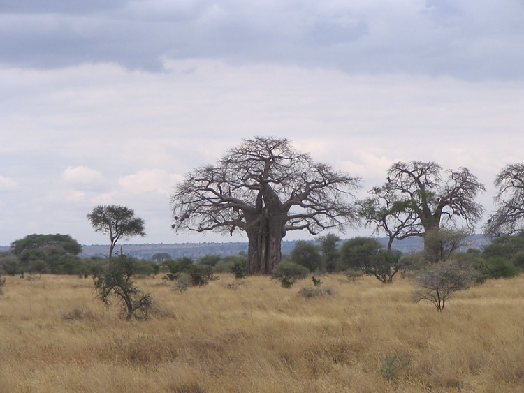 Baobab Trees in Tarangire